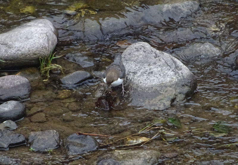 Cinclus cinclus  (Merlo acquaiolo)